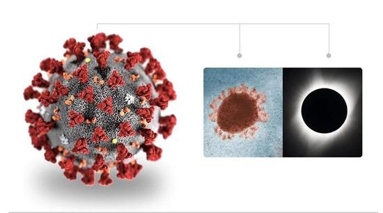  CDC 创建的新冠病毒立体模型。